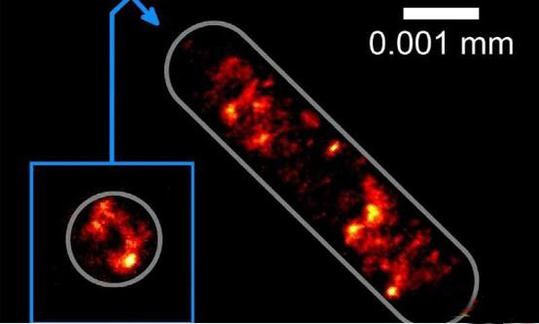 顕微鏡下で生物学的細胞を研究