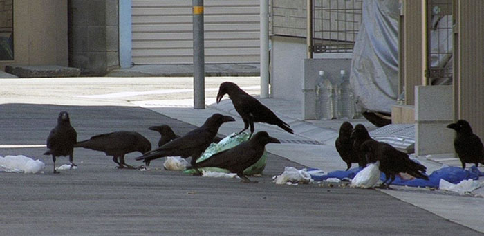 レーザーポインターカラス対策